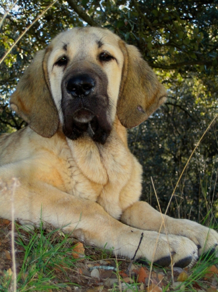 Leona II - 4 months old
Keywords: Ernesto - Spain