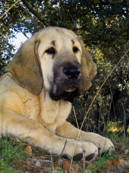 Leona II - 4 months old
Keywords: Ernesto - Spain