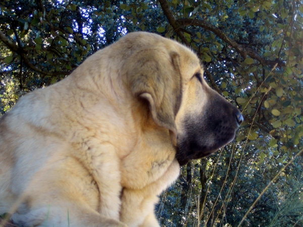 Leona II - 4 months old
Keywords: Ernesto - Spain