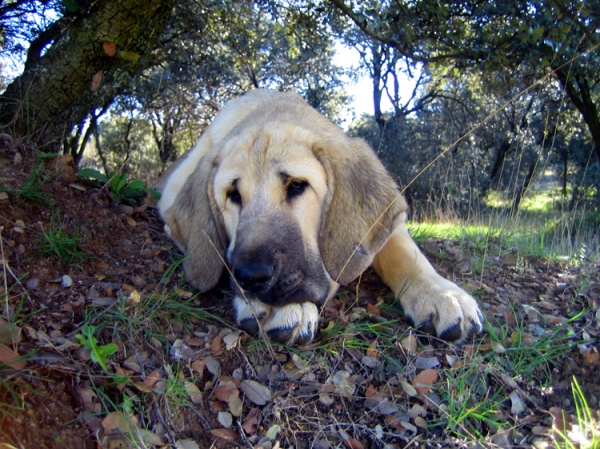 Leona II - 4 months old
Keywords: Ernesto - Spain