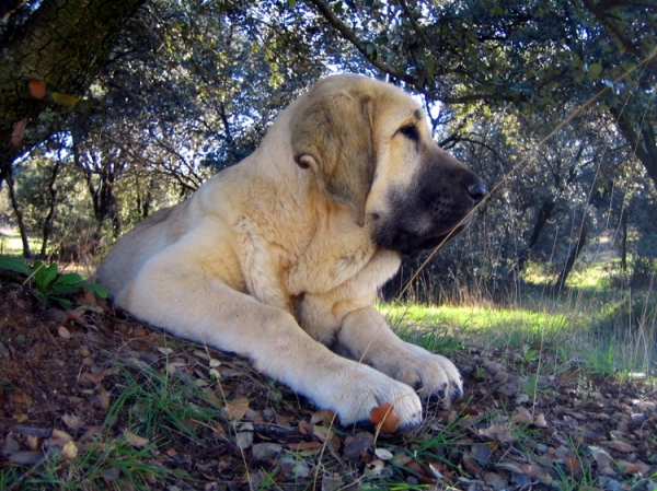 Leona II - 4 months old
Keywords: Ernesto - Spain