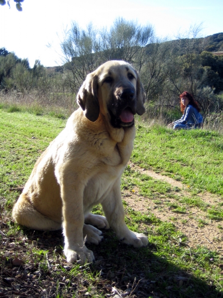 Leona II - 4 months old
Keywords: Ernesto - Spain