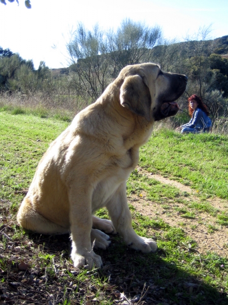 Leona II - 4 months old
Keywords: Ernesto - Spain