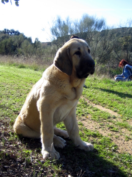 Leona II - 4 months old
Keywords: Ernesto - Spain