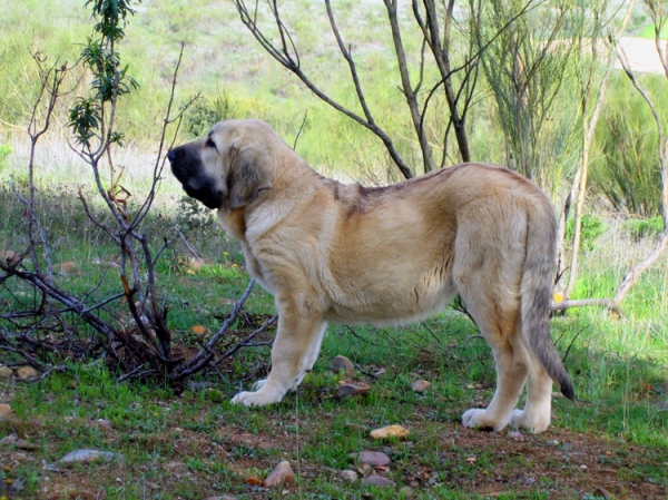 Leona II - 4 months old
Keywords: Ernesto - Spain