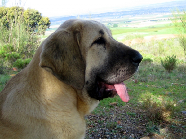 Leona II - 4 months old
Keywords: Ernesto - Spain