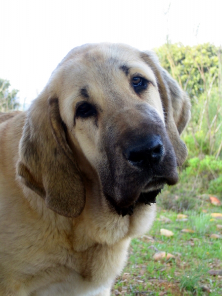 Leona II - 4 months old
Keywords: Ernesto - Spain