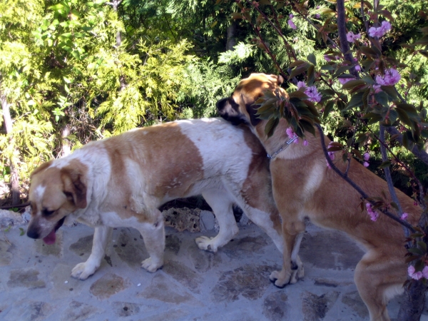 Norton and Donna
Norton (1 year old) and his first bride Donna (4 years old). First "love meeting" day. Irresistible beautiful girl to Norton.
Keywords: Ernesto - Spain