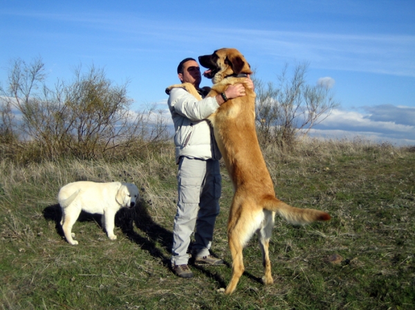 Norton (11 months), Leona (3 months) and Ernesto
Keywords: Ernesto - Spain