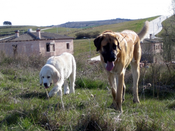 Norton (11 months) and Leona (3 months)
Keywords: Ernesto - Spain