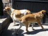 Filename=Norton_Donna_002.jpg
Filesize=810KiB
Dimensions=1136x852
Date added=%893 %06, %2008 Norton_Donna_002.jpg