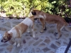 Filename=Norton_Donna_006.jpg
Filesize=1011KiB
Dimensions=1136x852
Date added=%893 %06, %2008 Norton_Donna_006.jpg