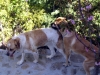Filename=Norton_Donna_007.jpg
Filesize=1022KiB
Dimensions=1136x852
Date added=%892 %06, %2008 Norton_Donna_007.jpg