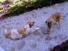 Filename=Norton_Donna_013.jpg
Filesize=894KiB
Dimensions=1136x852
Date added=%891 %06, %2008 Norton_Donna_013.jpg