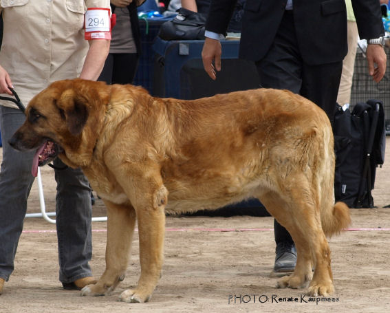 Kotka Finland International dog show 19.6.2010 Veteran B.O.B.
