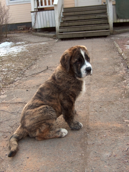 Trasgu De Abarrio 3 months
