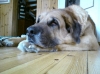 Filename=Frodo.jpg
Filesize=68KiB
Dimensions=454x340
Date added=%698 %11, %2010 Frodo.jpg