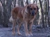 Filename=Frodo6yrs.jpg
Filesize=296KiB
Dimensions=800x599
Date added=%706 %23, %2008 Frodo6yrs.jpg