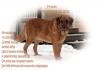 Filename=Frodo~0.jpg
Filesize=56KiB
Dimensions=567x401
Date added=%464 %16, %2011 Frodo~0.jpg