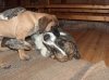 Filename=Huggin_.jpg
Filesize=258KiB
Dimensions=850x636
Date added=%727 %01, %2009 Huggin_.jpg