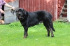 Filename=Kronos.JPG
Filesize=922KiB
Dimensions=2000x1333
Date added=%802 %04, %2014 Kronos.JPG