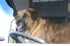 Filename=Truckin__dog.jpg
Filesize=146KiB
Dimensions=850x567
Date added=%725 %01, %2009 Truckin__dog.jpg