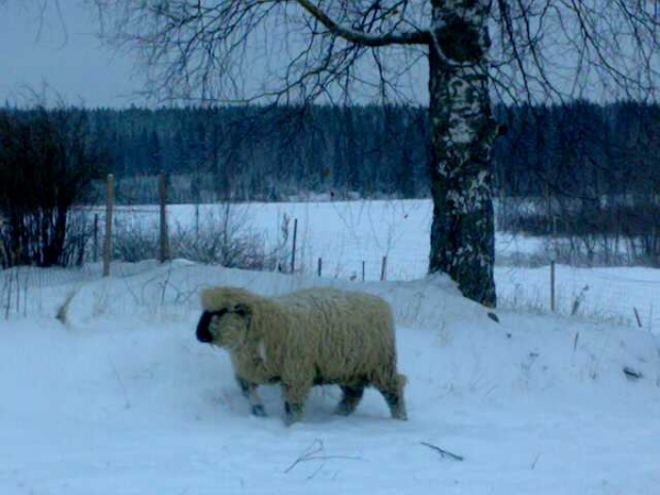 one of my "little" rams :)
Keywords: satu snow nieve