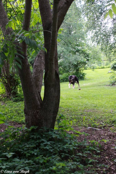 Luga checking the revier
Thedogs have over 5000 sq meters fenced for them
Keywords: Luga antero