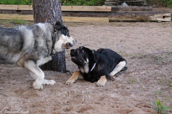 Erbi and Luga playing
The best Place to play is at the shore
Keywords: Erbi Anaise Luga antero