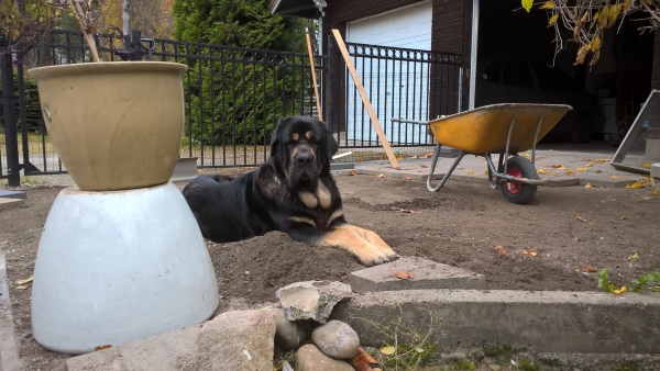 Luga having his sand pile
Keywords: Luga antero