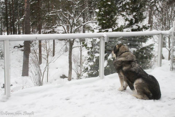 Erbi guarding
Keywords: Erbi snow nieve antero