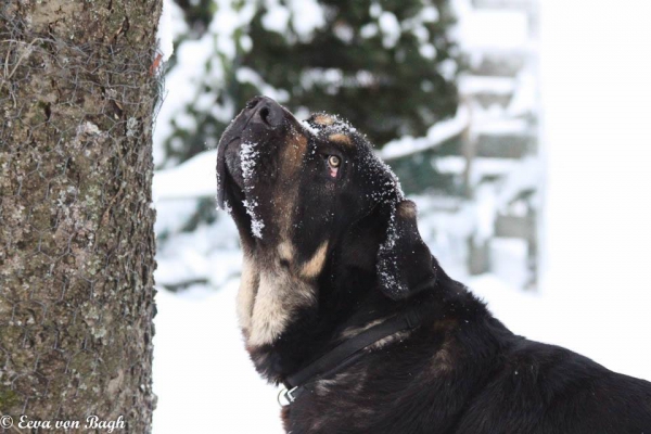 Luga watching a squirel
Keywords: Luga snow nieve antero