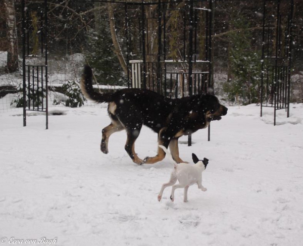 Joy of playing
Luga and Omar enjoying the winter
Keywords: Luga antero