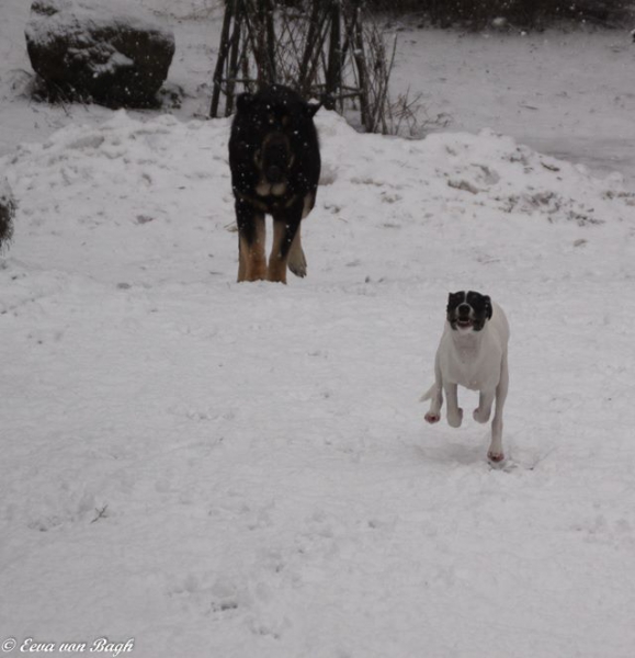 Joy of playing
Luga and Omar enjoying the winter
Keywords: Luga antero