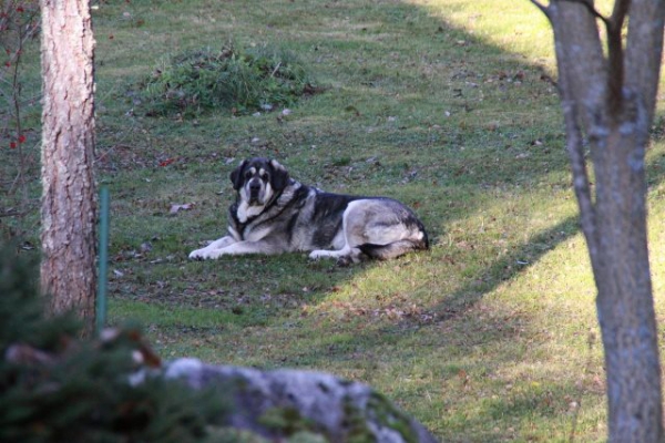 Erbi guarding
Keywords: Erbi Anaise antero