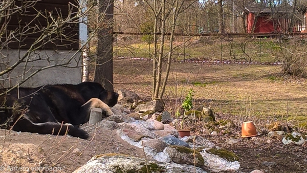 Luga on her watching place
Luga has digged some sand away, so she can rest her head on the stone
Keywords: Luga antero