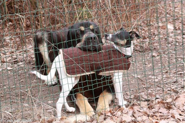 Headrest
A practical headrest, your mastiff would like to have this also!
Keywords: Luga Omar antero