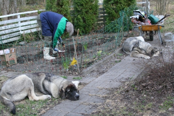 Trabajar en el jardín
Keywords: antero QuÃ¡ntum Erbi