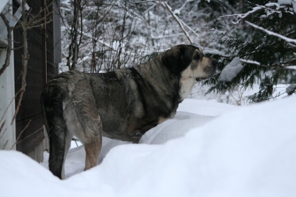 Erbi de Anaise en febrero 2011
Keywords: antero snow nieve Erbi