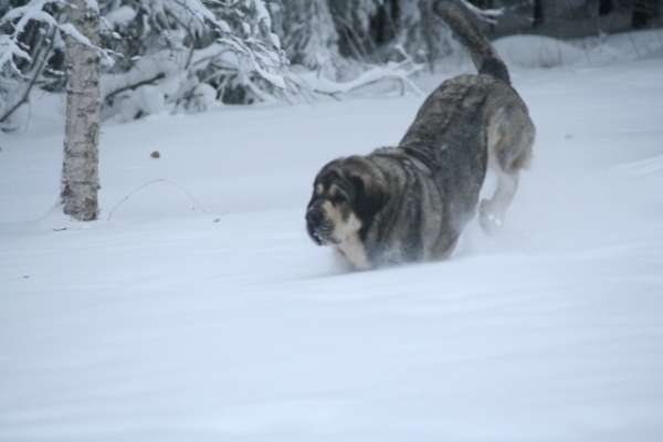 Jugando en la nieve 2
Keywords: antero Erbi