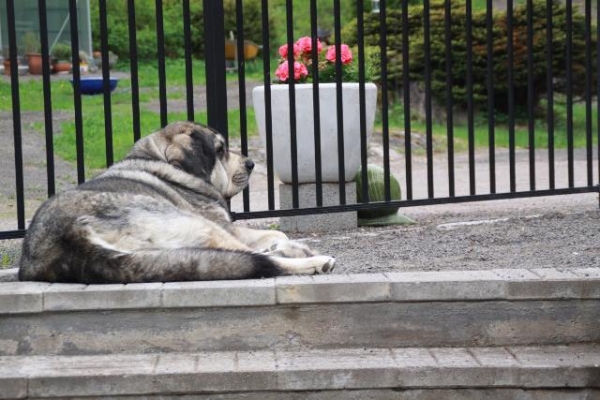 Erbi guarding at gate
Erbi de Anaise
Keywords: antero Erbi de Anaise