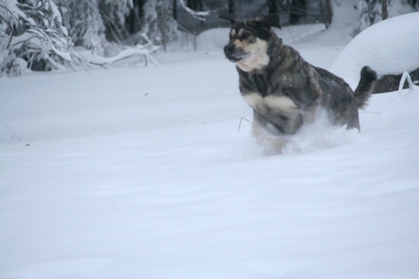 Jugando en la nieve 1
Keywords: antero Erbi