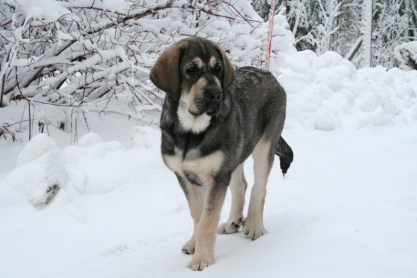 Erbi de Anaise 4 meses
Nøkkelord: antero snow nieve erbi