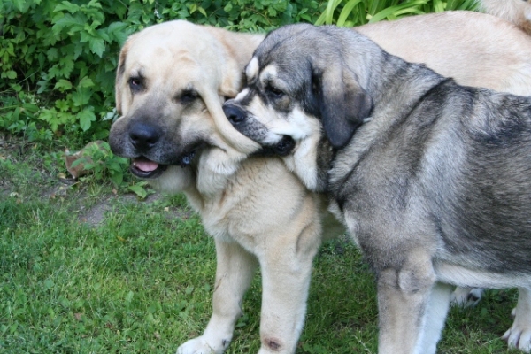 Trueno y Erbi jugando
Keywords: antero