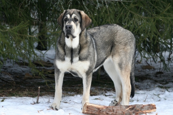 Erbi 7 meses
Trefwoorden: antero