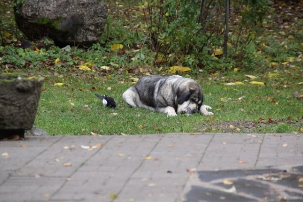 Erbi and magpie
The magpie wants to have his share of Erbi's bone
Keywords: antero Erbi de Anaise pets