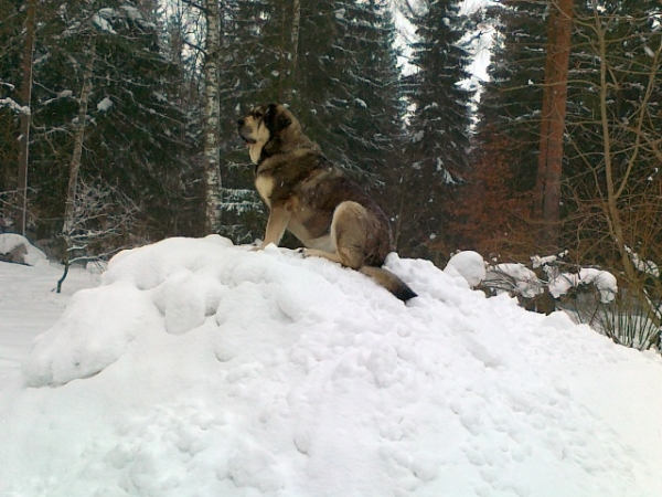 Erbi de Anaise on the top
Keywords: antero snow nieve Erbi