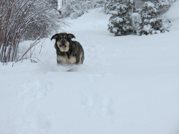 Erbi de Anaise - Full speed in snow
Keywords: antero snow nieve Erbi