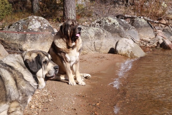 Quántum and Erbi at lake
Quántum Mastibe and Erbi de Anaise
Keywords: antero QuÃ¡ntum Mastibe Erbi de Anaise