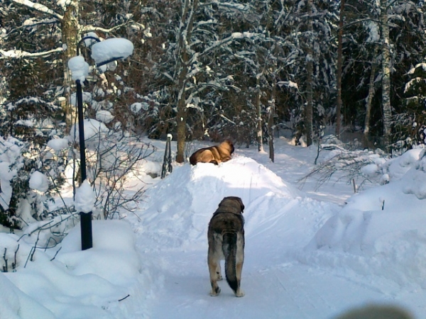 Guarding
Quántum on the top of a snowpile
Keywords: antero snow nieve Erbi QuÃ¡ntum